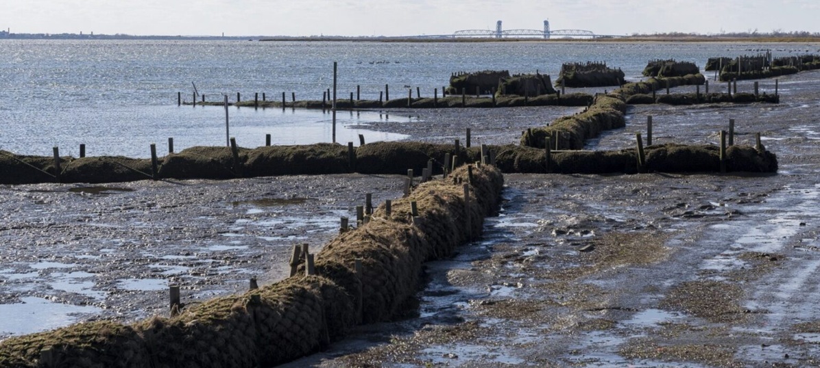 living shoreline in process on muddy shore