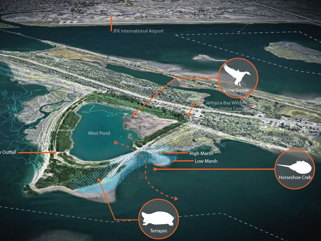 living shoreline rendering with animal specific call outs