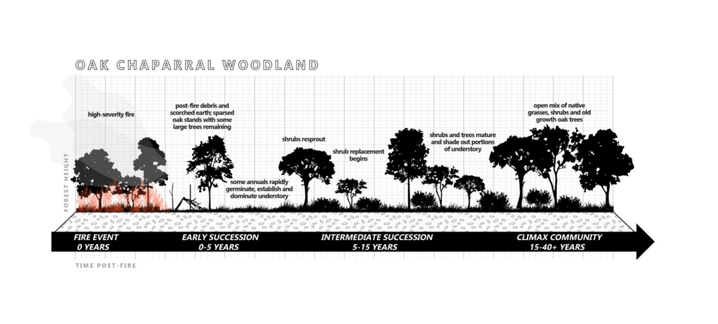 fire succession graphic for oak woodland