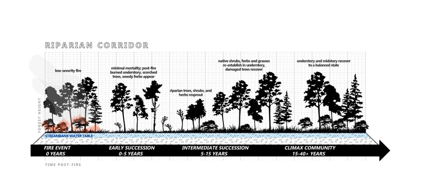 fire succession graphic for riparian corridor