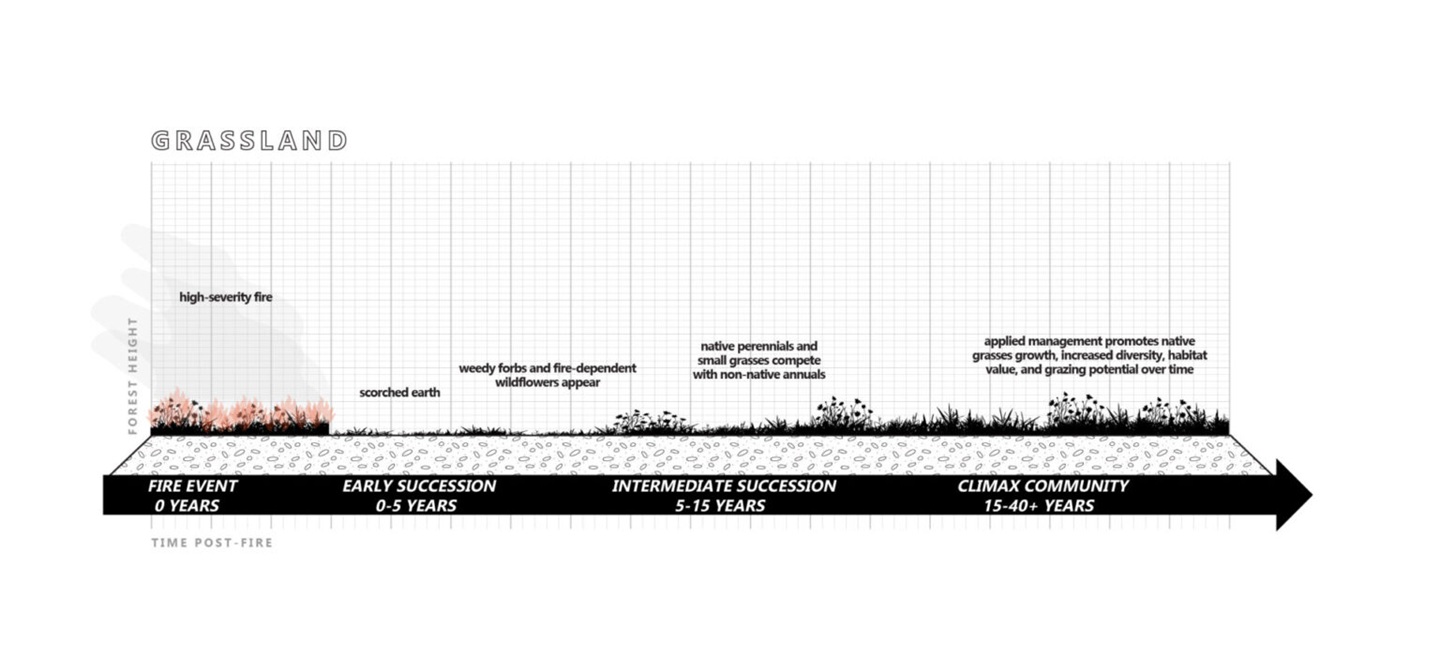 fire succession graphic for grassland
