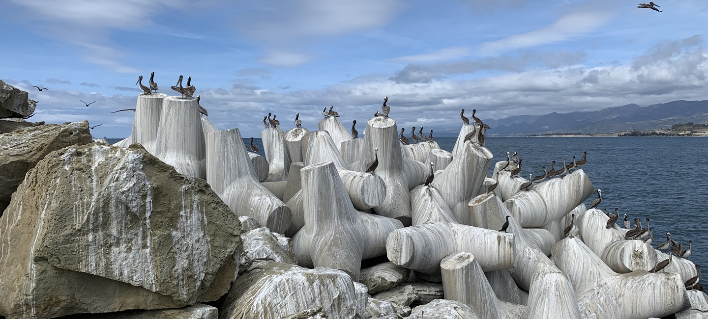 pelicans on top of bulkhead barriers at the jetty