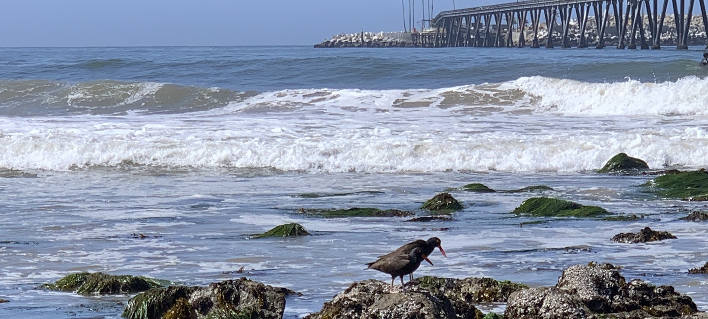 birds on a jetty rock at shoreline with pier in distance over the ocean with wave crashing