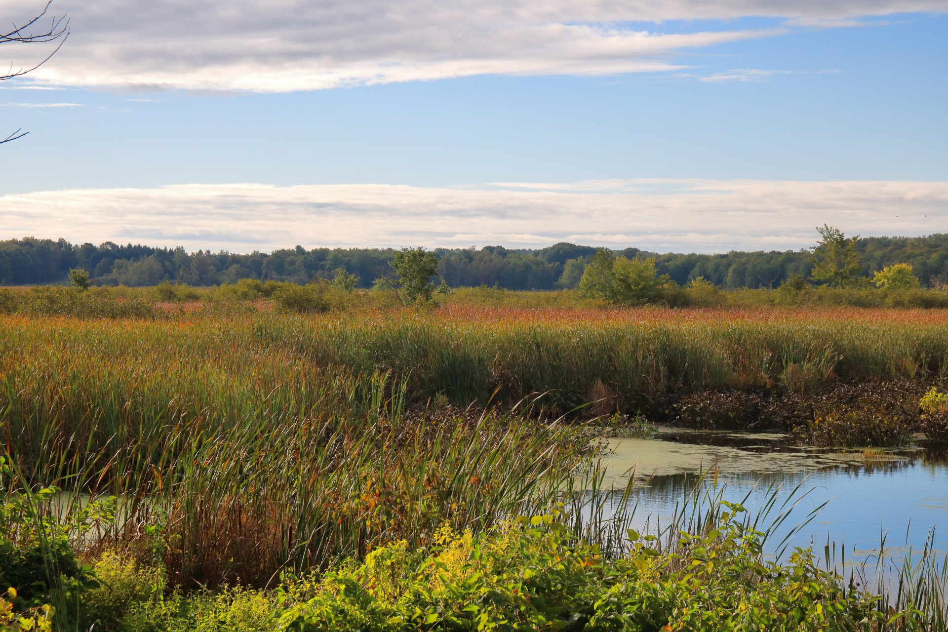 Wetlands with trees in distance